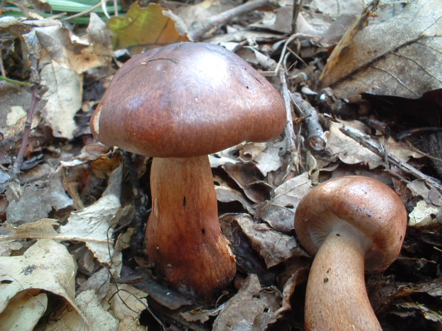 Tricholoma ustaloides